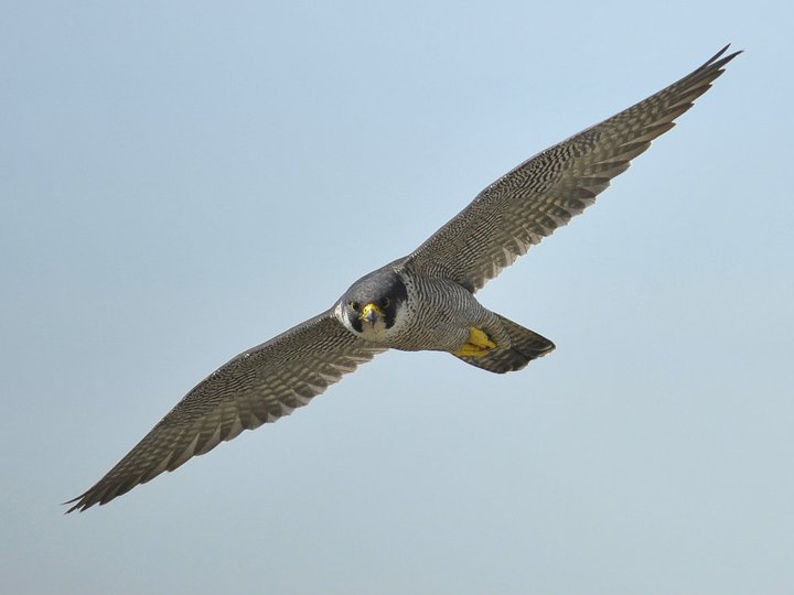 Wanderfalke im Flug. Foto Bernd Petri