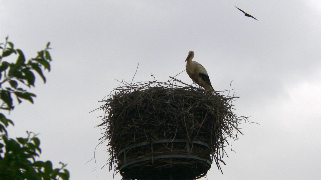 An der "Atzelwiese"