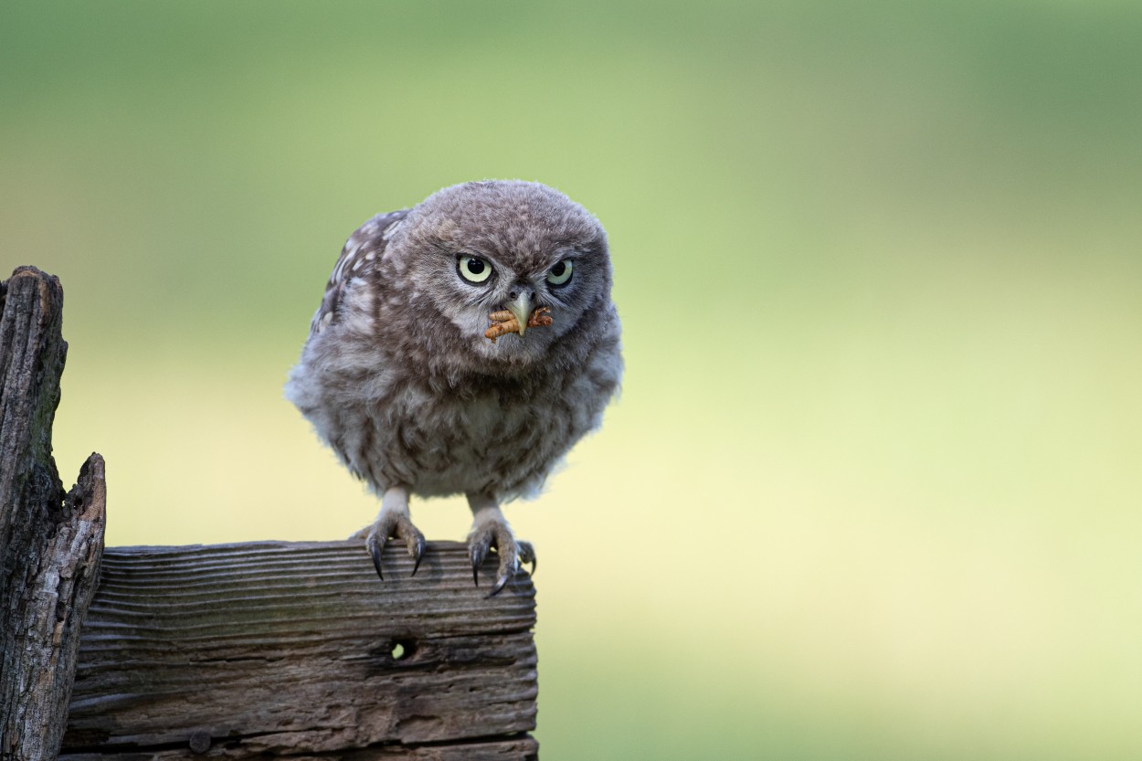 Steinkauz (Athene noctua)