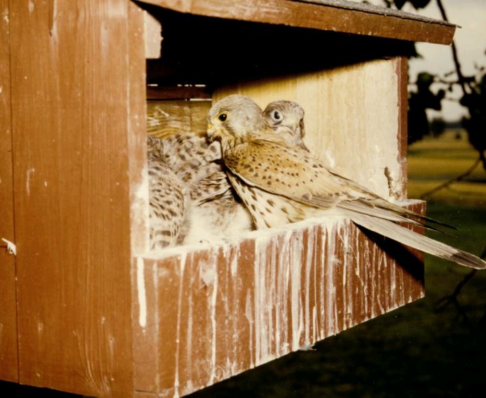 Fast flügge Jungvögel im Turmfalkenkasten, Foto Alfred Krug