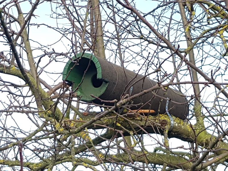 Angebrachte Steinkauzröhren in Worfelden