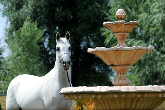 *Salima Arabians, Poland 