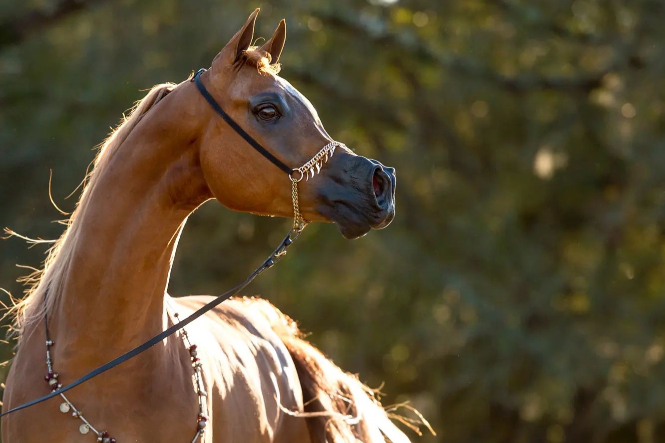 *Trussardi (Stival x Precious As Gold), Darkside Arabians, North Carolina