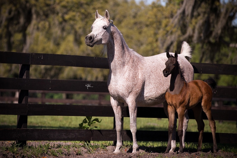 *Hennessey Arabians, Florida USA