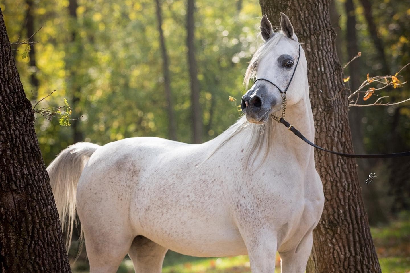 *Danuibius Arabians, Romania 