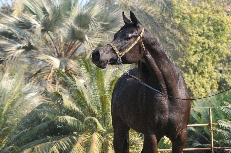 *Rabab Stud, Egypt