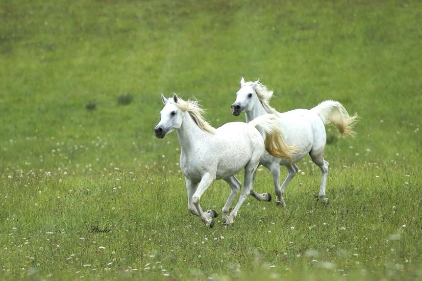 *Studer Arabians, France