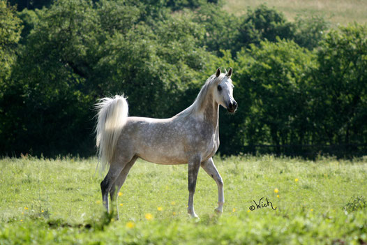 *Orienta Stud, Germany