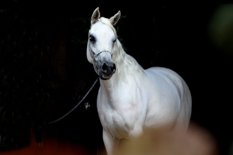 *Esfahan Stud, Germany