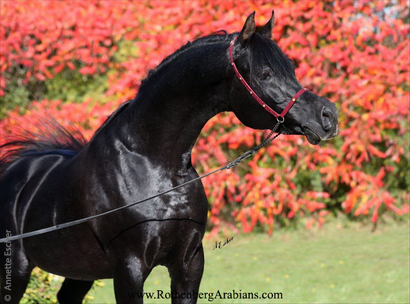 *GR Moneef (GR Faleeh x GR Mona), Rothenberg Stud, Germany