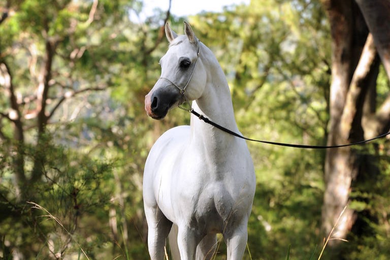 *Klass (TS Al Malik x Karmaa), Mulawa Arabians, Australia 