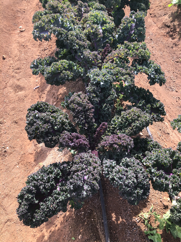 Nuestro Eco Huerto - EcoHuerto y Escuela de Salud