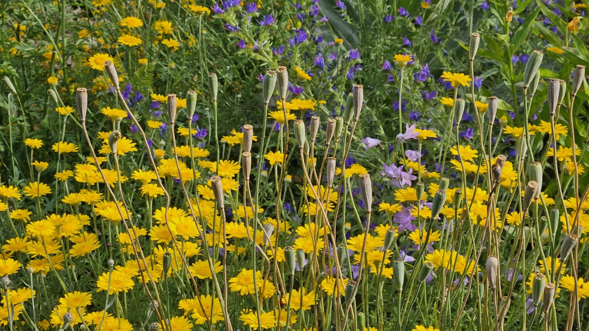 Färberkamille in voller Blüte:  Im Vordergrund abgeblühter Saatmohn, im Hintergrund Natternkopf.