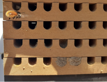 Biene im Anflug auf den Nistkasten
