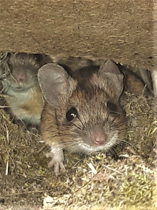 Haselmaus