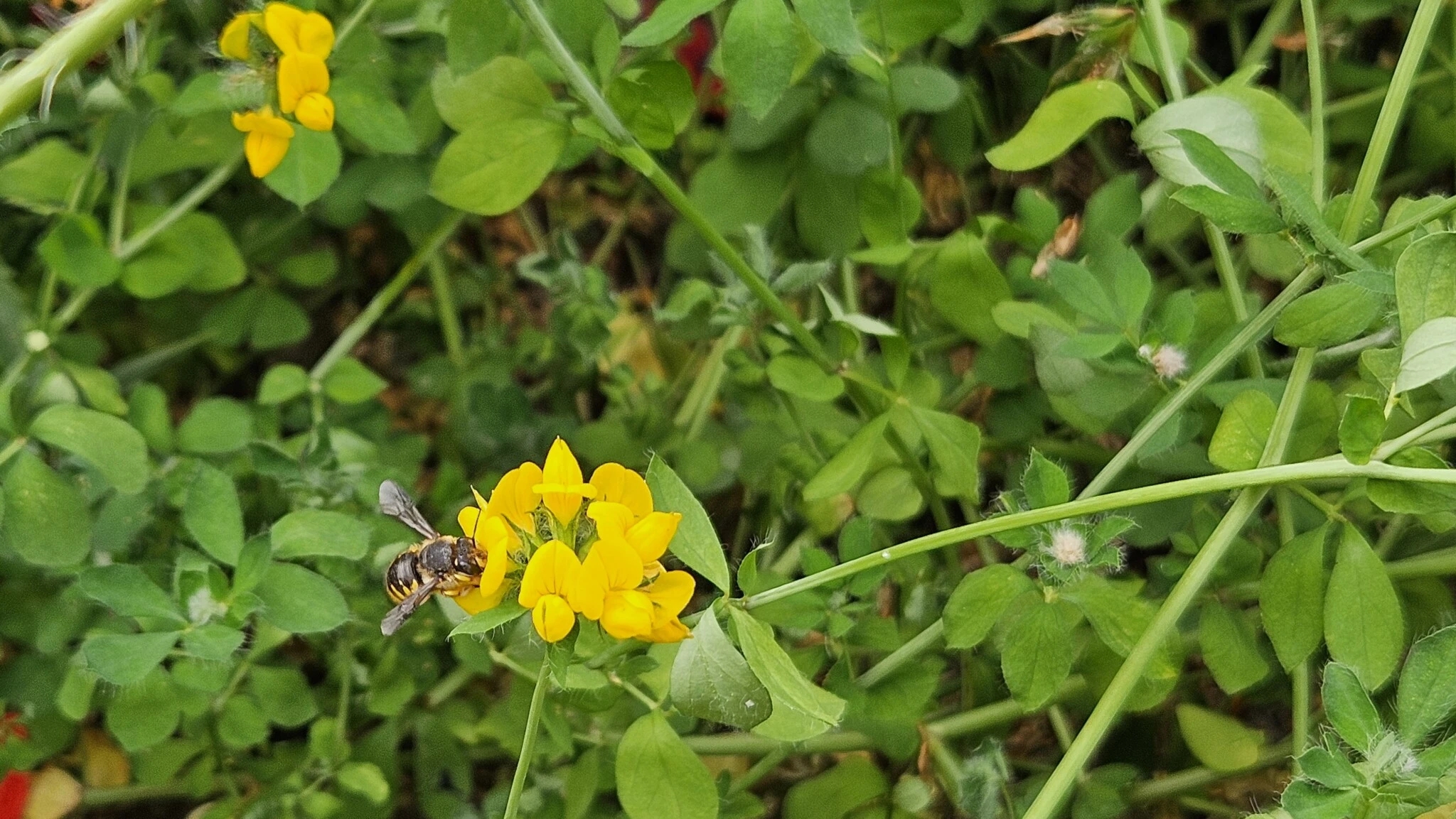 Tiere pflanzen funktioniert einwandfrei!  Aufrechten Ziest und Waldziest gepflanzt, schon ist die Gartenwollbiene da und lässt sich den Nektar des Gewöhnlichen Hornklees schmecken.