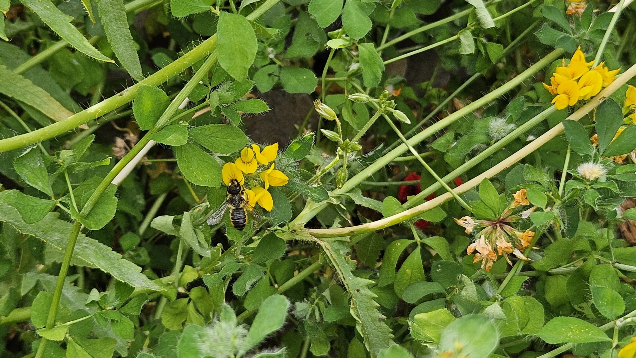 Hornklee, der Liebling bei den Bienen. Die Platterbsenmörtelbiene labt sich am Gewöhnlichen Hornklee.