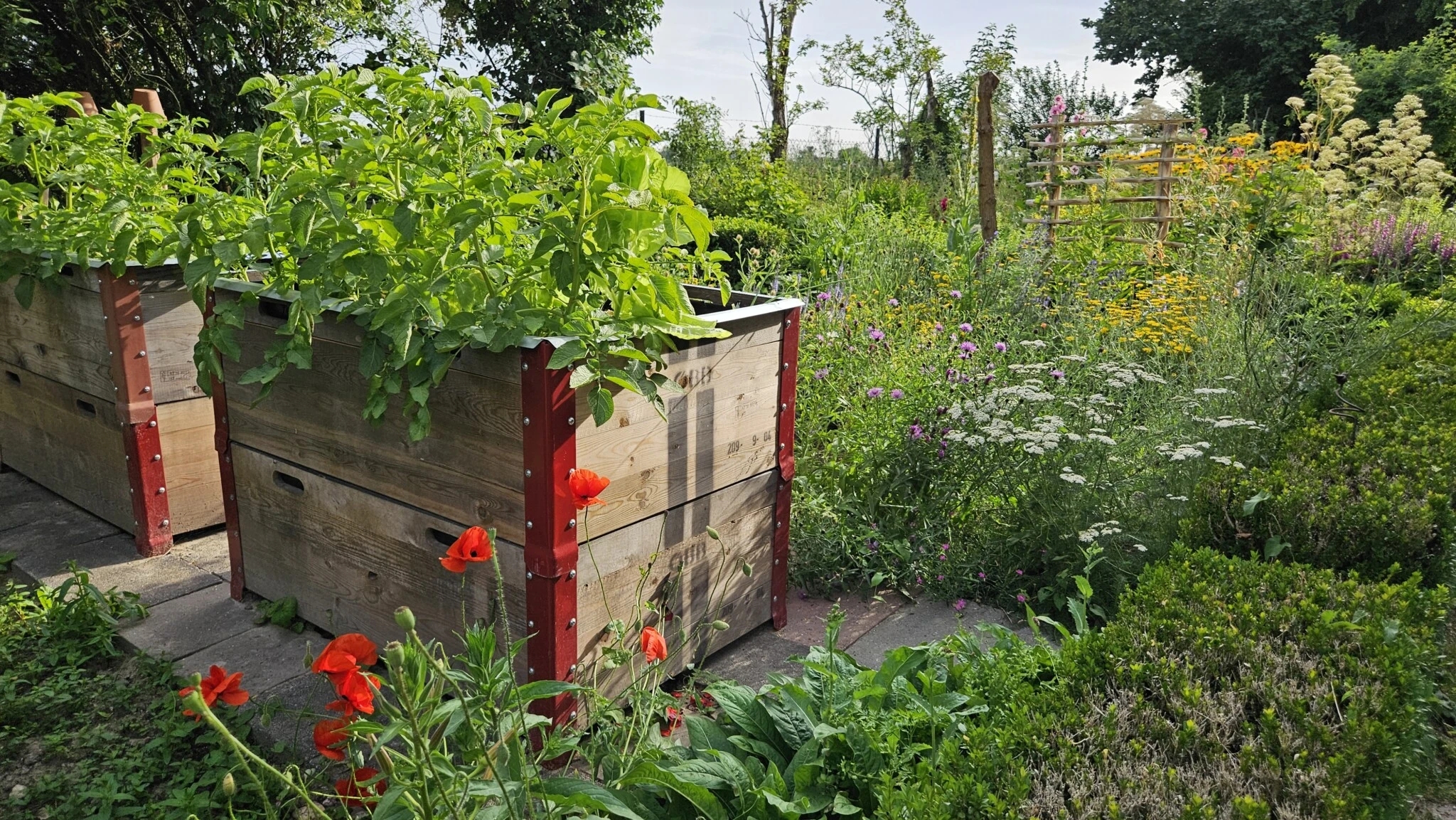 Der Eingang mit dem vorderen Hochbeet:  Rechts haben sich Nachtkerzen und davor Klatschmohn ausgesät. Im Hintergrund sieht man das Staudenbeet, das ausschließlich mit heimischen Wildstauden bepflanzt ist.