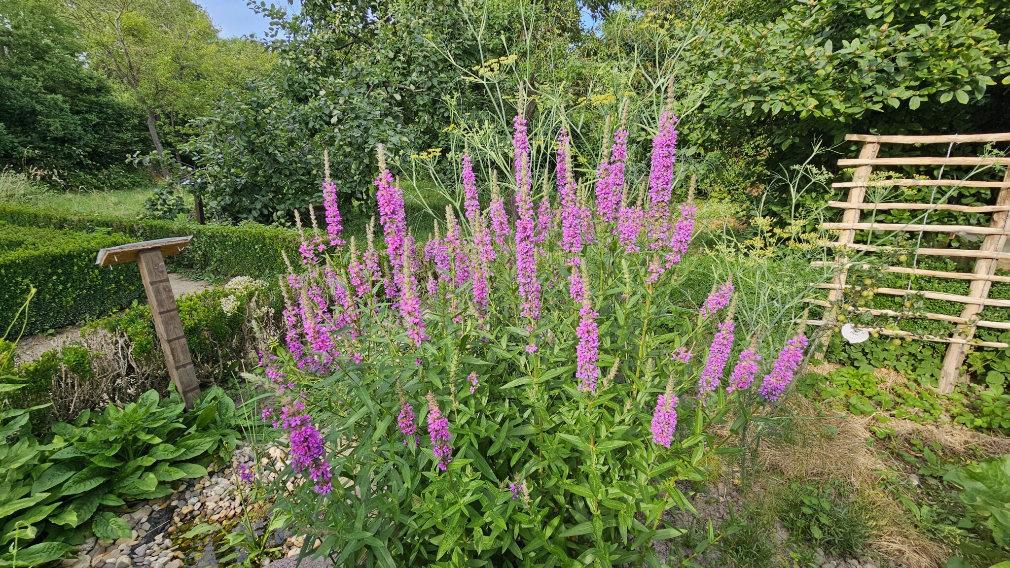 Blutweiderich vor der Wasserstelle:  Blutweiderich in voller Blüte vor dem Kräuterbeet.