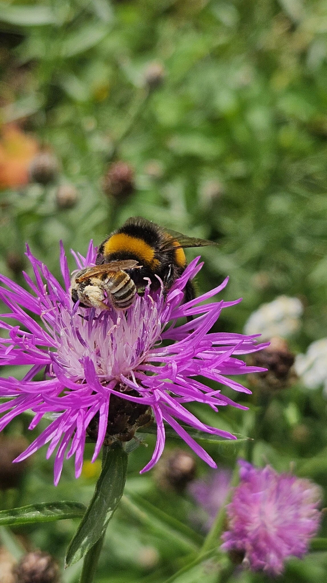 Hier neben der Gelbbindigen Furchenbiene eine Hummel.