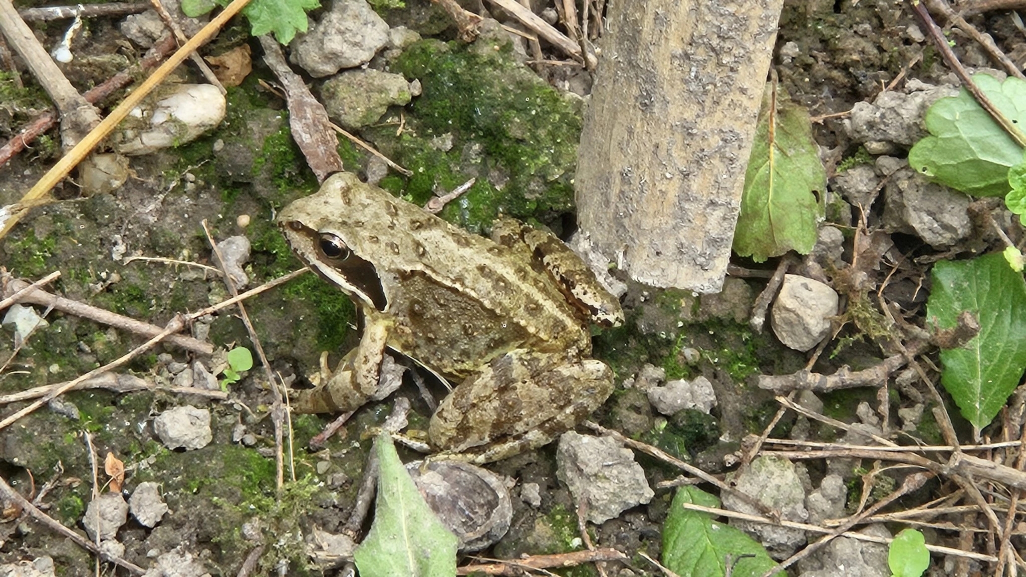 Schon während der Bauarbeiten war der erste Laubfrosch da. Außerdem haben Molche die Trockenmauer für sich entdeckt.