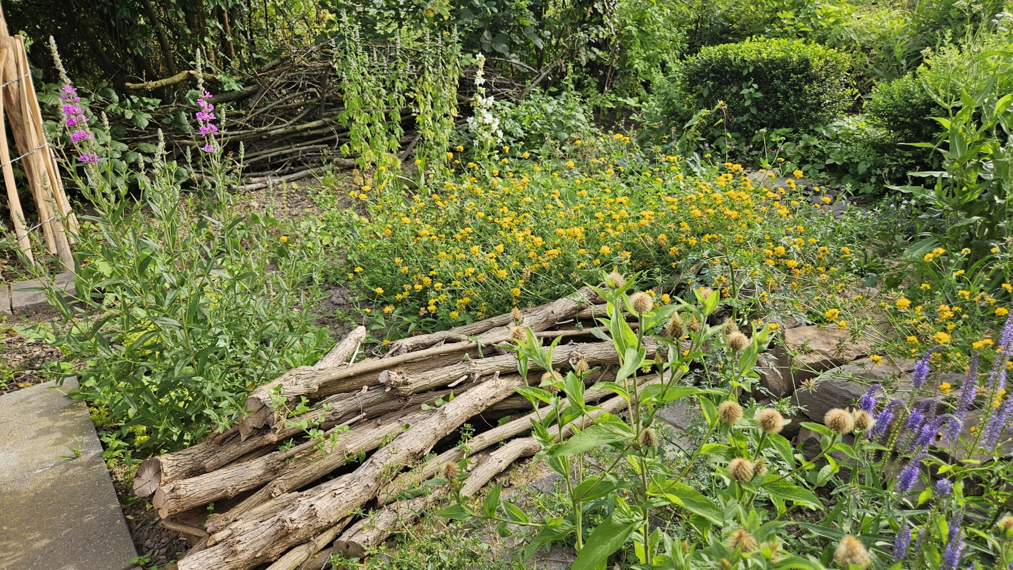 Totholzhaufen mit Hornklee:  Im Vordergrund: Perückenflockenblume, hinten Hornklee, weiße Nesselblättrige Glockenblume und Echtes Herzgespann.