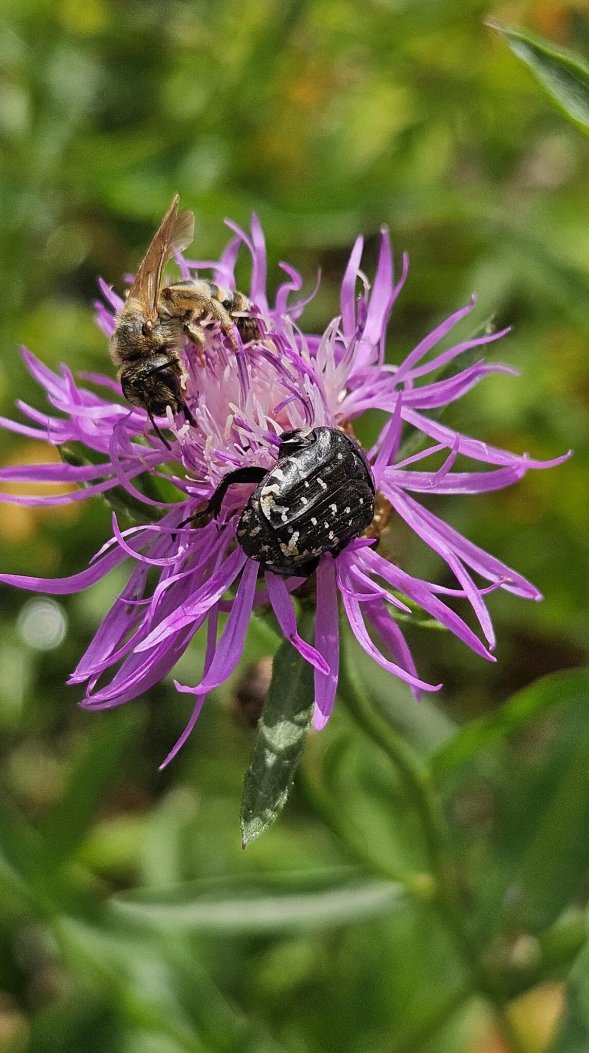 Gelbbindige Furchenbiene und Trauerrosenkäfer teilen sich Nektar und Pollen der Wiesenflockenblume.