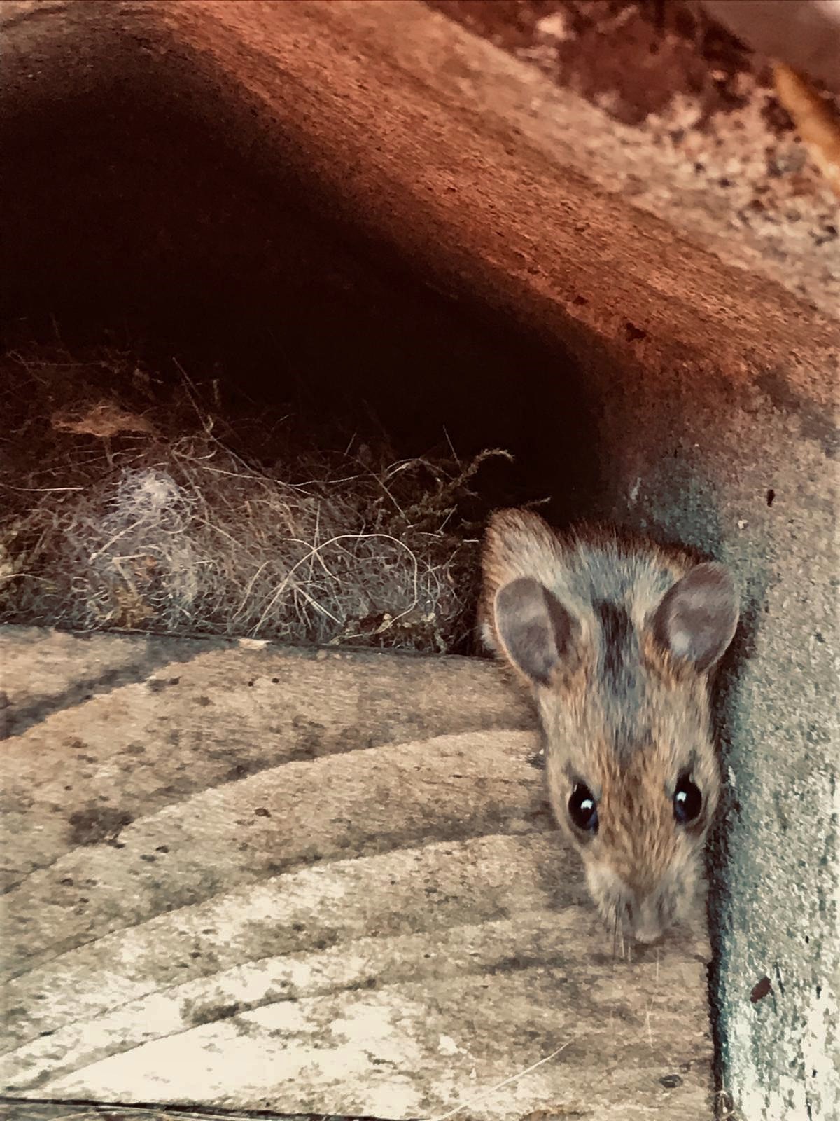 Haselmaus