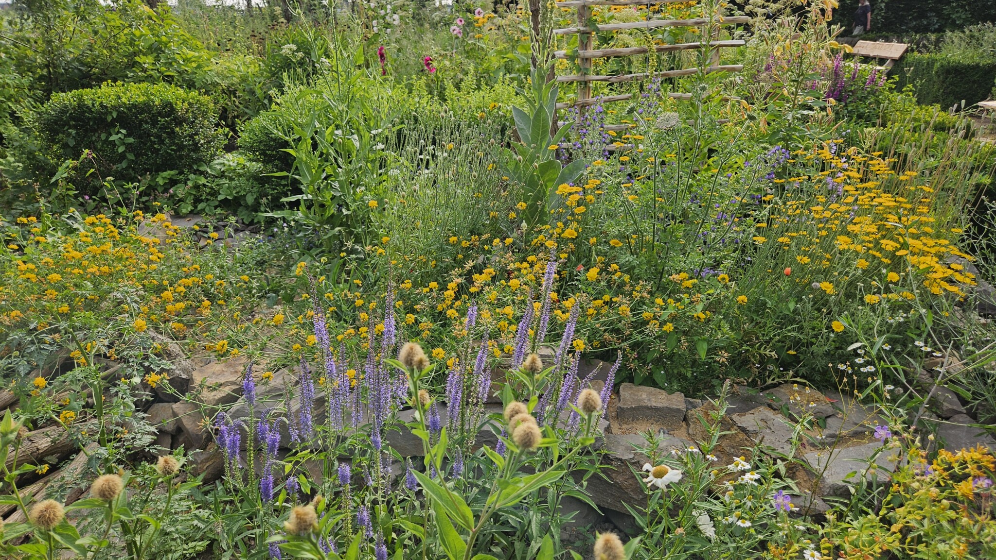 Blick vom Staudenbeet auf das Magerbeet:  Im Vordergrund Perücken-Flockenblume, dahinter Langblättriger Ehrenpreis, dahinter Färberkamille, Natternkopf und das Rankgerüst für die Zaunrübe.