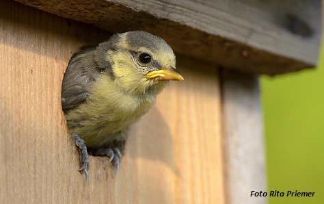 Aus dem Nest gefallen, was tun?