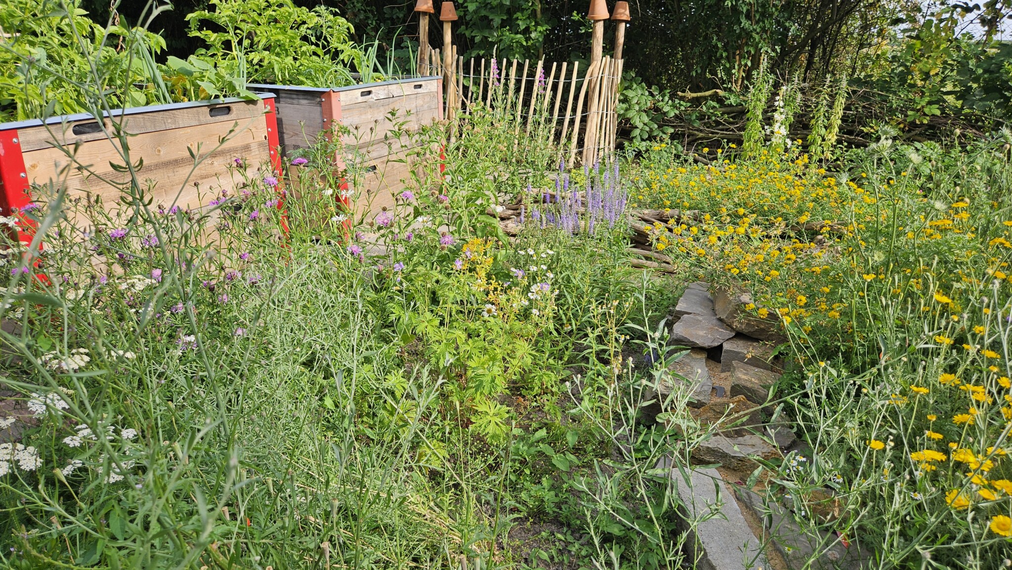 Rechts von den Hochbeeten das Staudenbeet:  Im Vordergrund Echtes Eisenkraut, Perückenflockenblumen und Wiesenflockenblumen. Rechts grenzt das Magerbeet an. Im Hintergrund rechts Hornklee in voller Blüte.