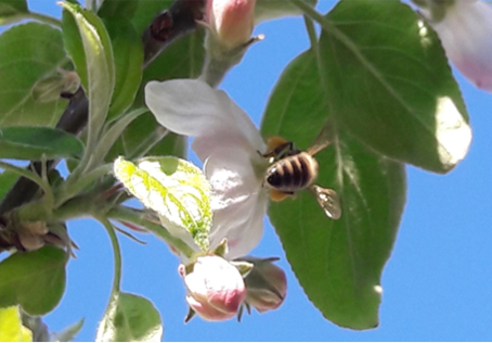Hier sind die gefüllten Pollentaschen sehr gut zu erkennen. Biene auf einer Apfelblüte.