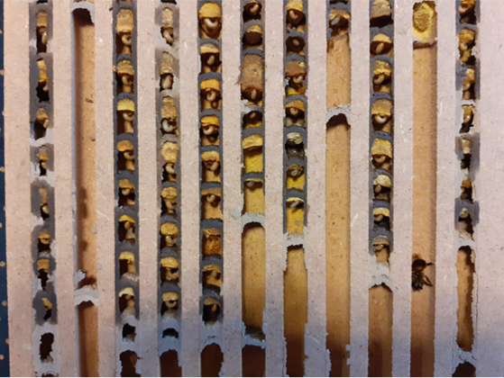 Jede einzelne Brutzelle ist mit einer Lehmmasse verschlossen. Es ist zu erkennen, dass die Bienen den Brutraum nicht bis zum Maximum mit Eiern füllen.
