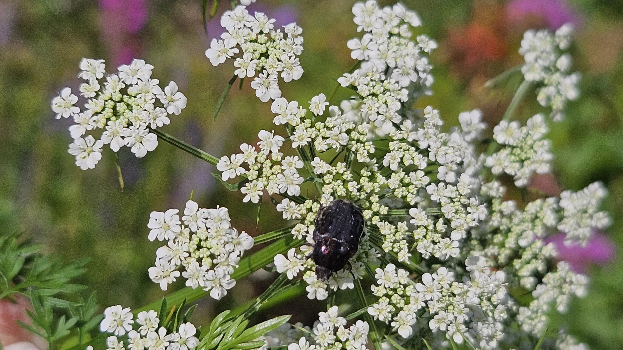 Der Trauerrosenkäfer freut sich über die Hundspetersilie im Staudenbeet.