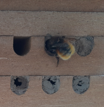 Biene beim Nestbau. Einige Einfluglöcher sind schon mit Lehm verschlossen