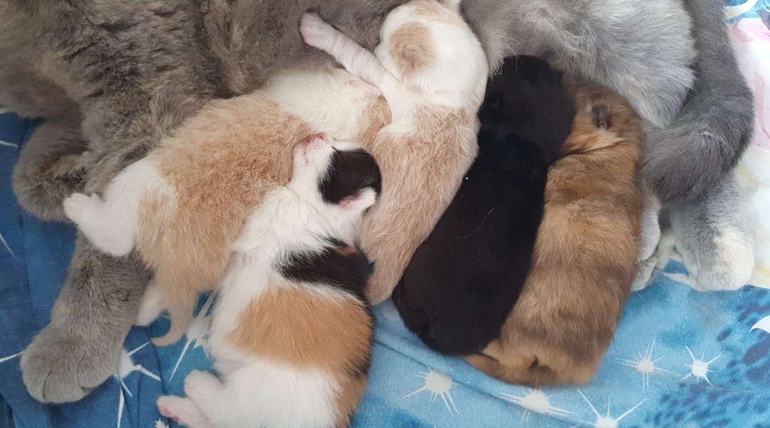 bkh-kitten-züchter-nrw-freya