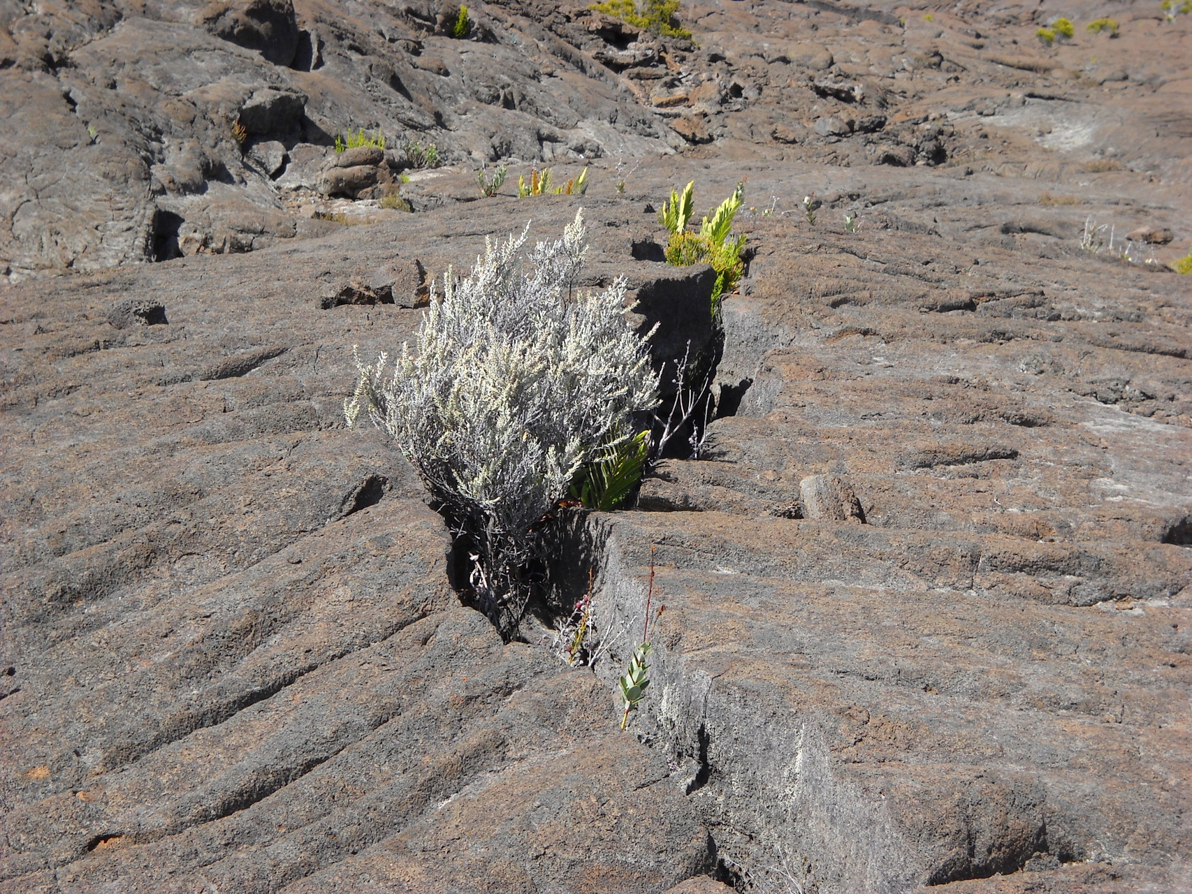 Plaine des sables, La Réunion