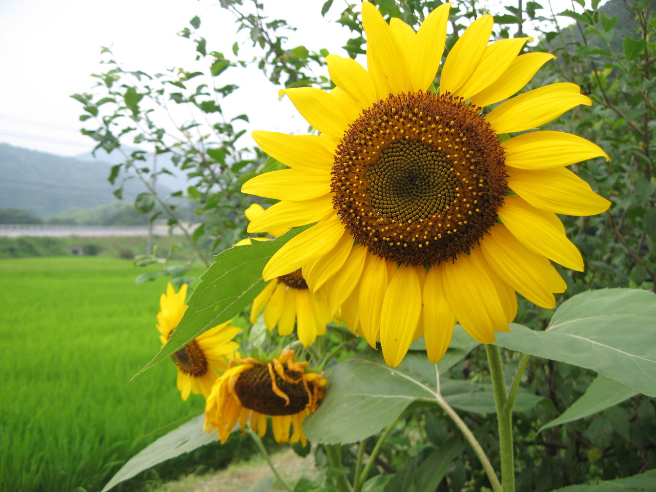 ♡　ひまわりと田園