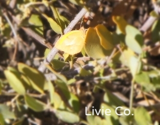 ♡　BUTTERFLY (Barred yellow) & JOJOBA