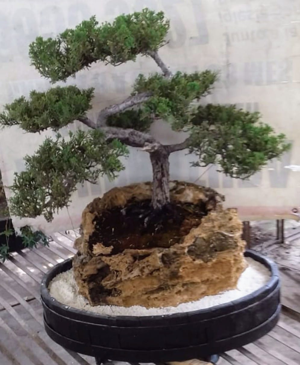 III - Origen del bonsai