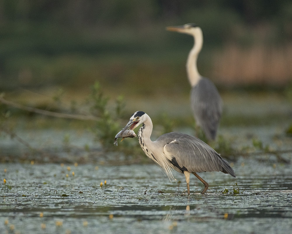 Graureiher mit Fisch