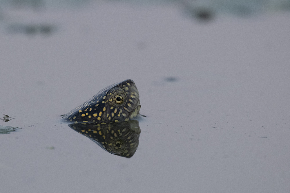Europäische Sumpfschildkröte - leider nuuuur immer das Köpfchen zu sehen...