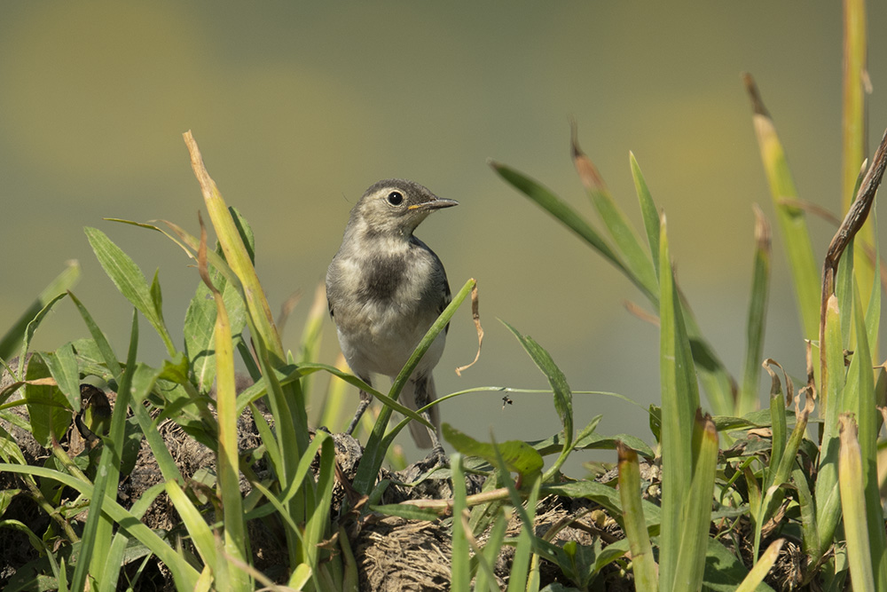 Bachstelzenbaby wartet aufs Frühstück