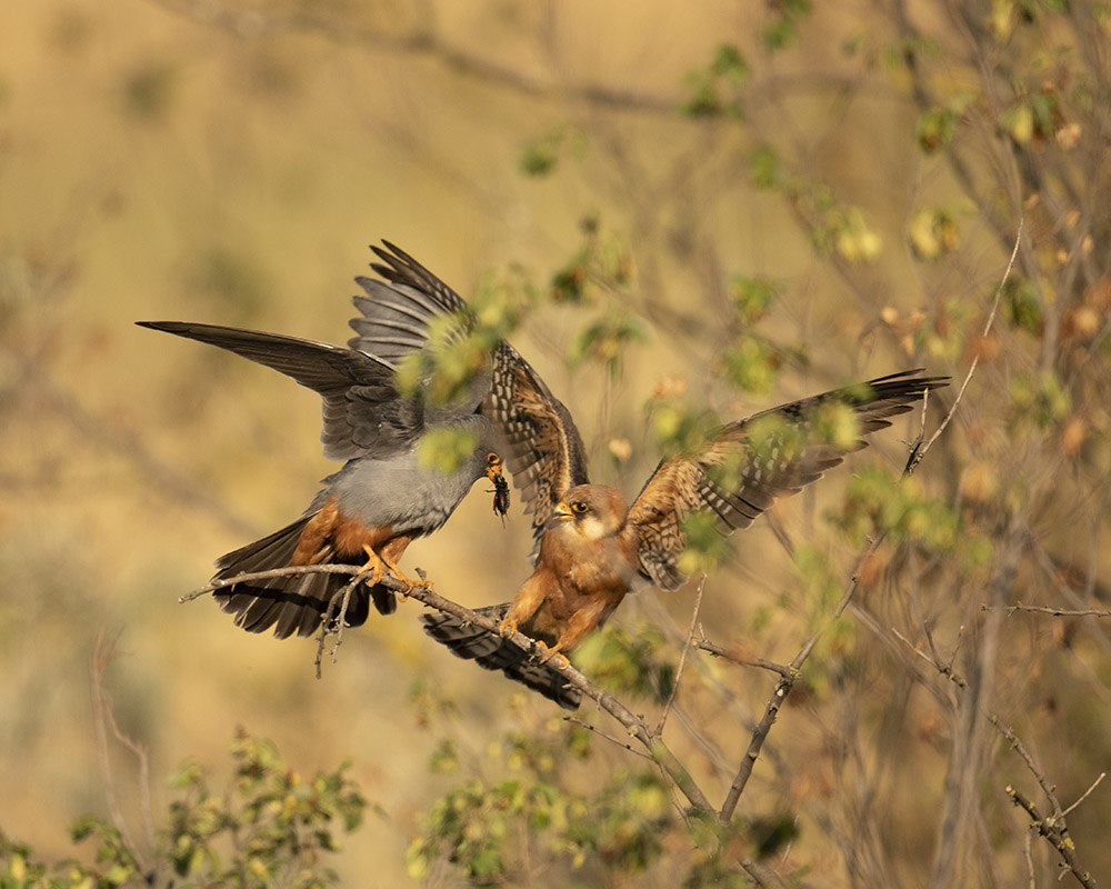 Hochzeitsgeschenk vom Rotfußfalken