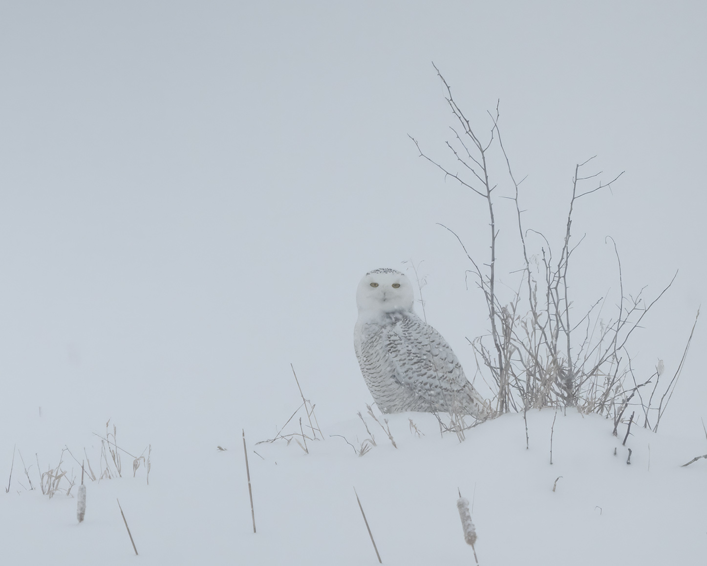 Schneeeule bei minus 25 Grad