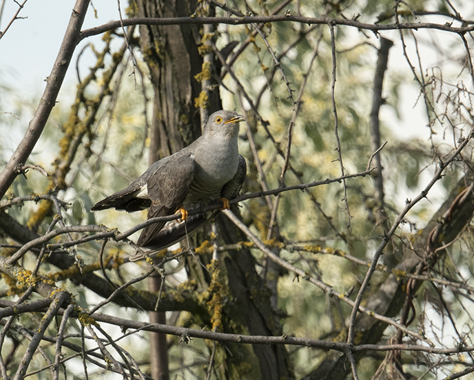 ein Kuckuck hat sich auch kurz gezeigt.... kurz....