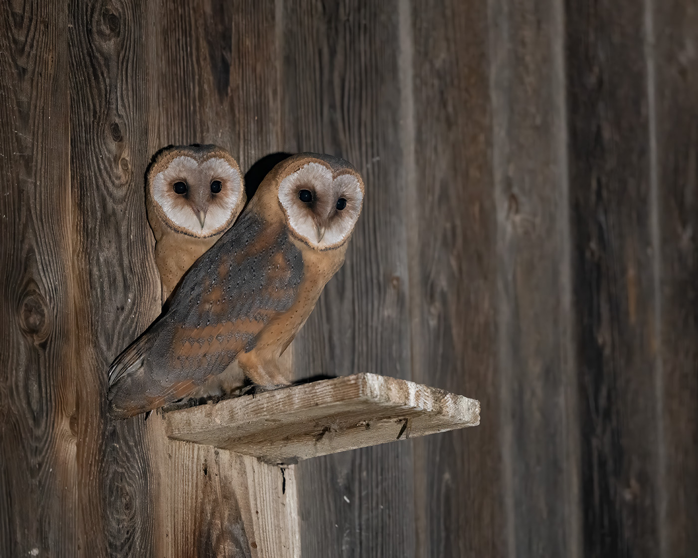 .... und dann wundert man sich, warum heuer die Falken nicht brüten... Zufallsentdeckung :-)