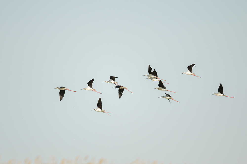ein Trupp Stelzenläufer