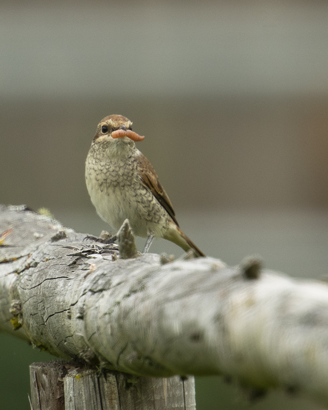 Babyneuntöter mit Fang