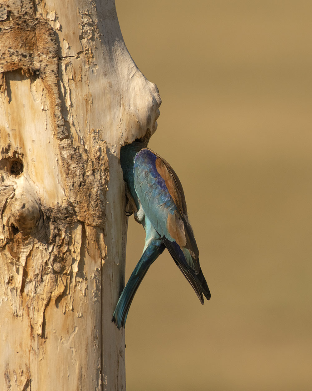 Blauracke inspiziert eine Bruthöhle